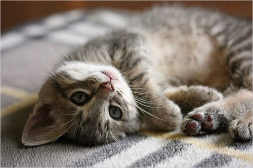 Loving Hungry Cats