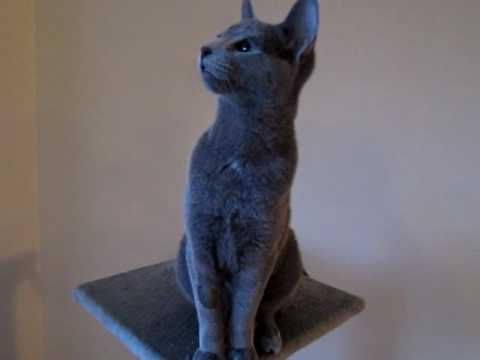 Blue Hungry Cats